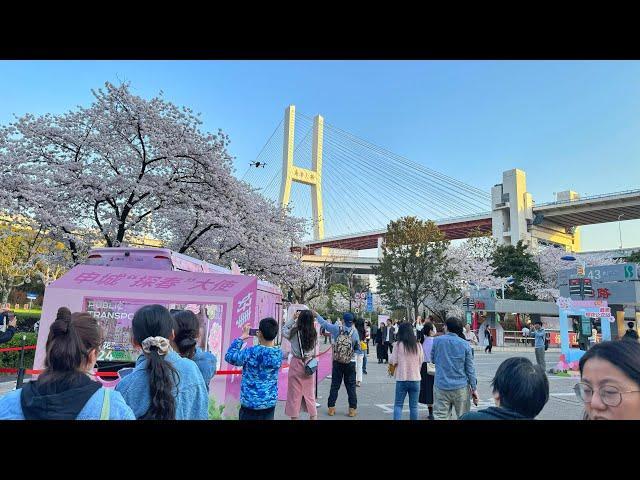 Spring Cherry Blossom Walking Tour at Nanpu Bridge, Shanghai