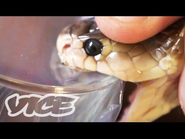 Getting High Injecting Snake Venom