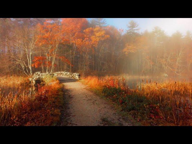 Misty Autumn Morning in New England  (4K Walk) | Binaural Audio (Nature & Walking Sounds)