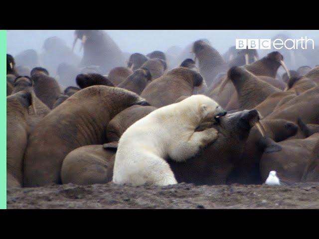 Polar Bear vs Walrus | Planet Earth | BBC Earth