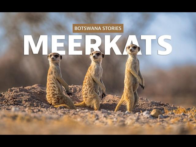 Photographing Meerkats at Nwetwe Pan, Botswana