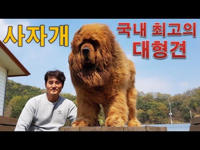 사자개 "쭈보"입니다~ #사자개 #짱오 #짱아오 #Tibetan Mastiff