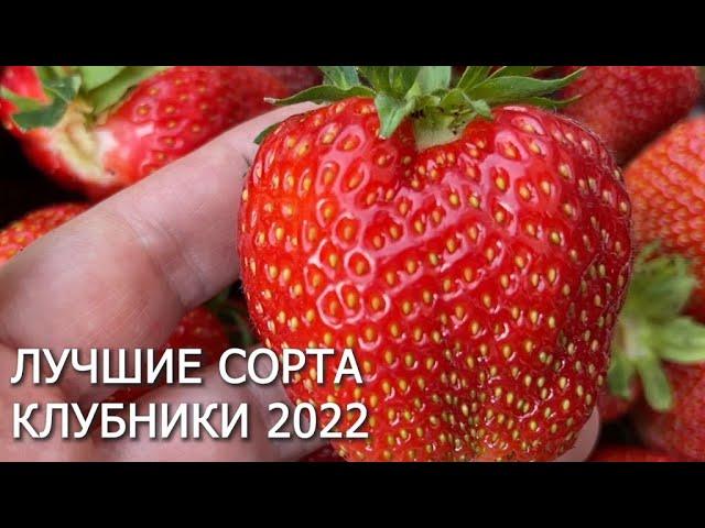 САМЫЕ ЛУЧШИЕ СОРТА КЛУБНИКИ на 2022