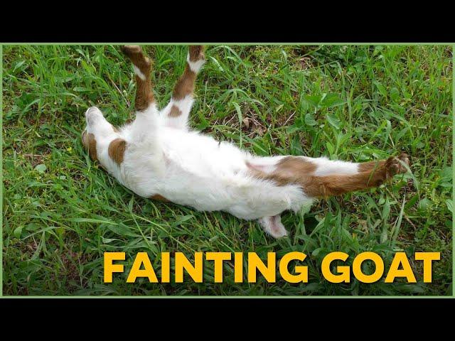 Goats With a Fainting Problem | Nature Nuggets