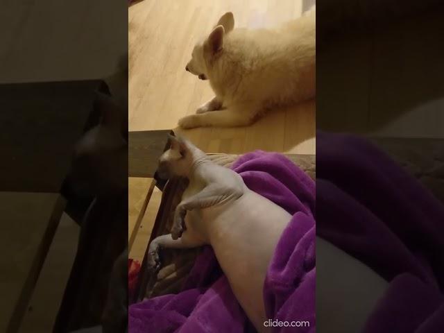 Поведение сфинкса после сна