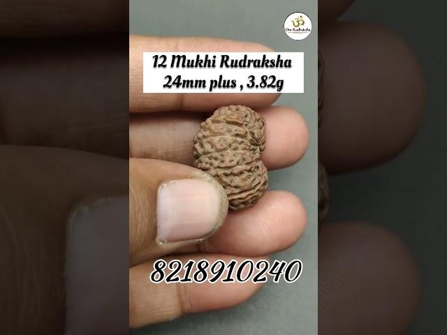 12 Mukhi Rudraksha 24mm plus,  3.82gram #rudraksh #shiv #astro #astrologer #reels #shorts #foryou