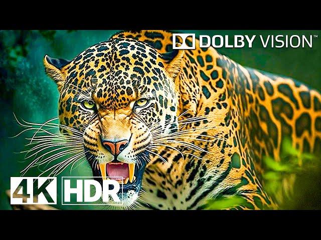 Wild Animals in 4K HDR 120 FPS - Dolby Vision (4K Video)