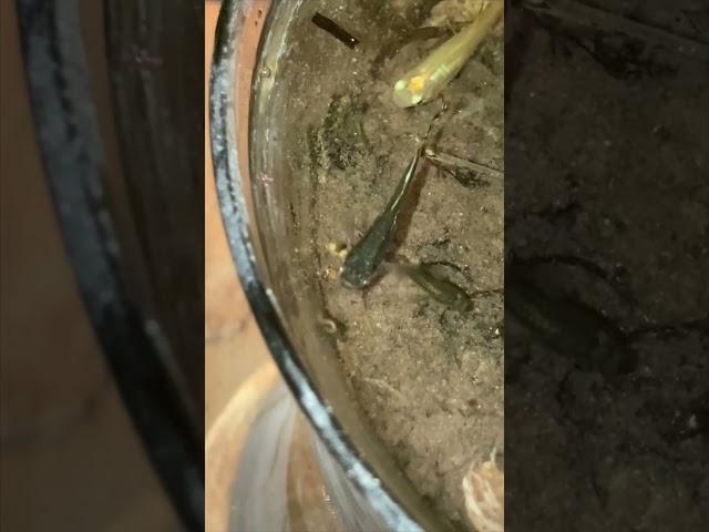 Got mosquito larvae? Try this! #BigBuddeTV #Shorts