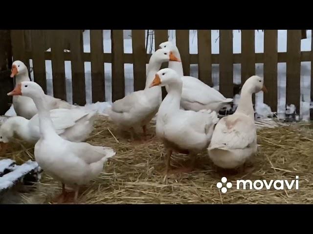 Вылечила гусыню/Гусак или гусыня?/ Подсветка для гусятника