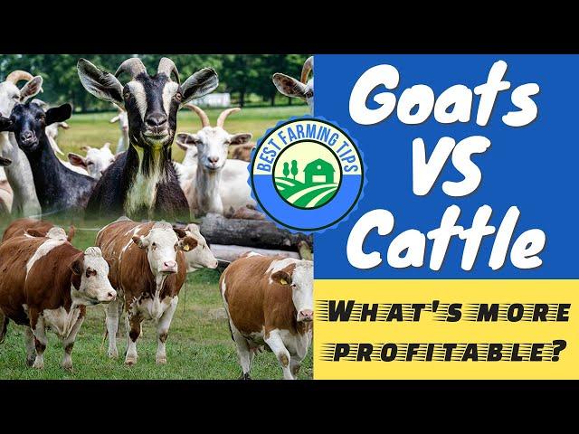 Raising Goats VS Cows: What's better or more profitable?
