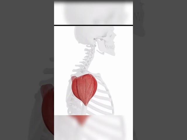 1)Deltoid muscle 2)Long head of Biceps brachii 3)Levator scapula     #anatomy #medical #shorts