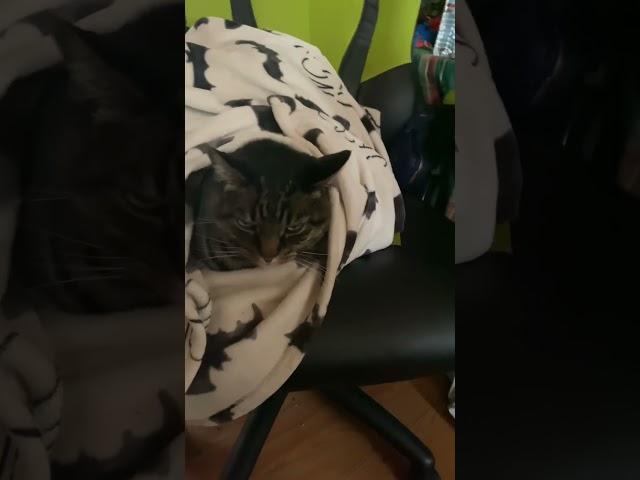 Burrito cat