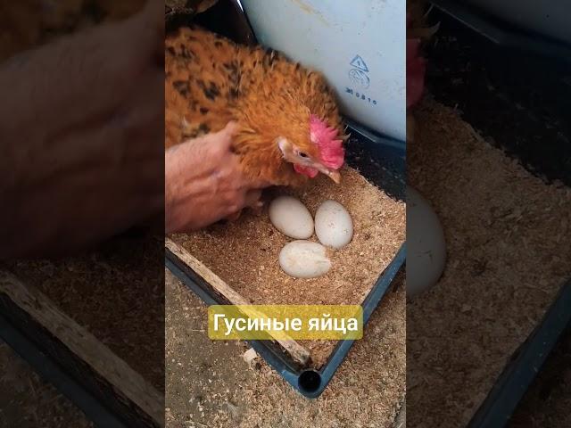 Курица насестка.#иванатаман#pets#топ#cute#рекомендации#природа#кубань#курица#прикол