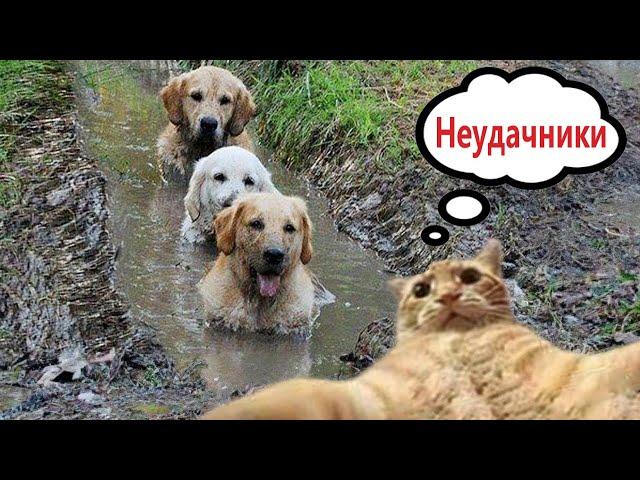 Funny Animal Videos 2023 - Funniest Dogs and Cats Videos #148