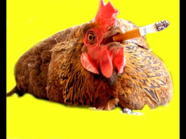 "The Chicken" (Rock Guitar Version) - Guitar Meets Science