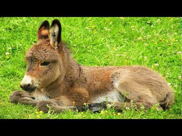 Les animaux de la ferme : L'âne