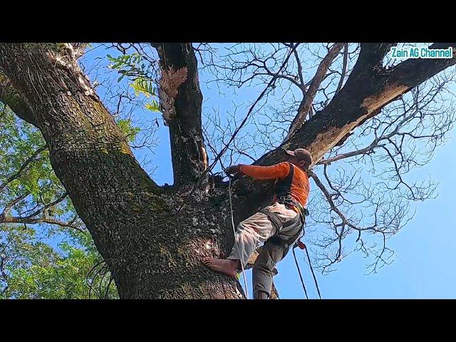 Anticipate disaster ..‼️Execution of dry dead trees disturbs residents