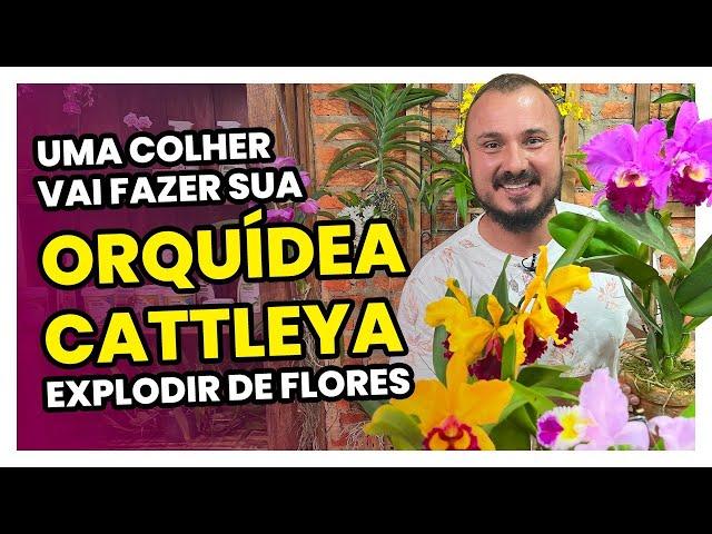 Apenas uma colher vai fazer sua ORQUÍDEA CATTLEYA explodir de flores