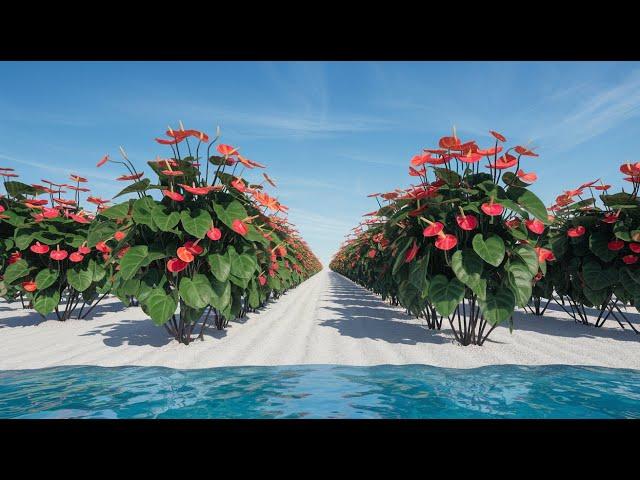 Flower LOVERS Rejoice! Anthurium Grows FAST with Natural Fertilizer