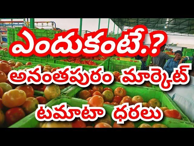 29-10-2024 today Anantapur tomato rates/ TODAY TOMATO MARKET PRICE / Today tomato price today Tomato