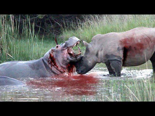 Fierce Hunt In The Wild ►Rhino Vs Hippo In River Battle 4K UHD TV