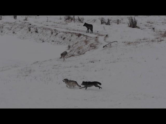 Wolves Running Full Speed