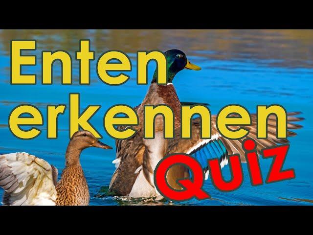 Enten Quiz - Enten Erkennen und Bestimmung Quiz