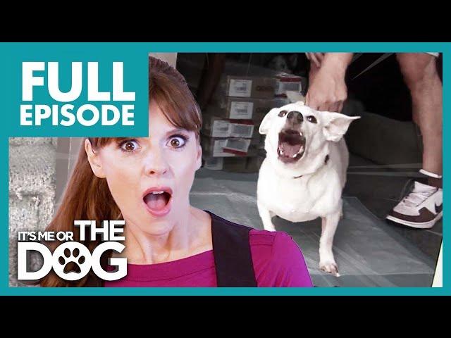 Small Dog with Big Attitude Bites his Owners! | Full Episode | It's Me or The Dog