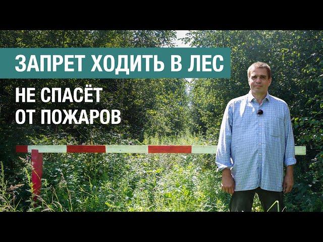 Почему запреты посещения лесов неэффективны в борьбе с пожарами