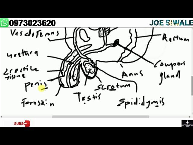 Reproduction. Male parts and functions of the reproductive system