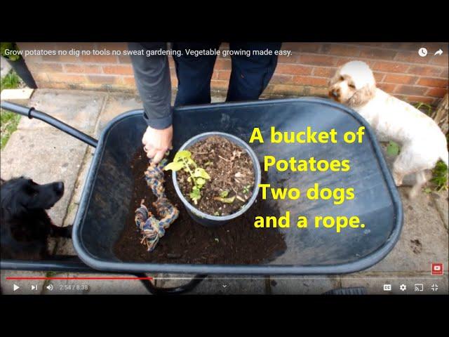 Grow potatoes no dig no tools no sweat gardening. Vegetable growing made easy.