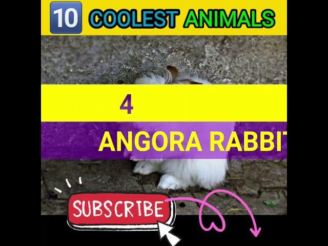 Most amazing top 10 coolest animals| 10 coolest animal| blobfish|slowloris#shorts #shortsviral