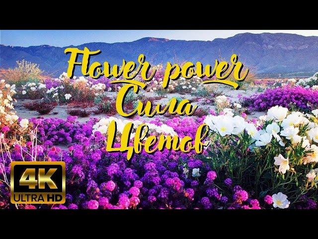 Сила цветов | Flower power.  Документальный Фильм- природа, флора, фауна.