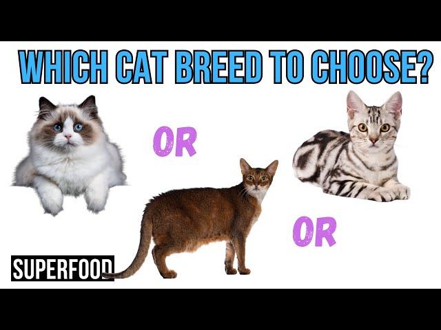 Which Cat Breed Fits You Best? Top 15 Breeds Explained