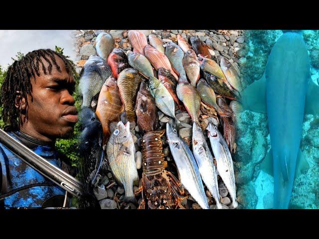 Day3 Hunting 100lb of Fish and 100lb of Lobster | Spearfishing with Sharks | Big Catch