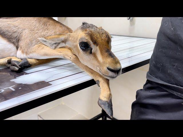 A pregnant deer was run over - Vet Rami Awwad