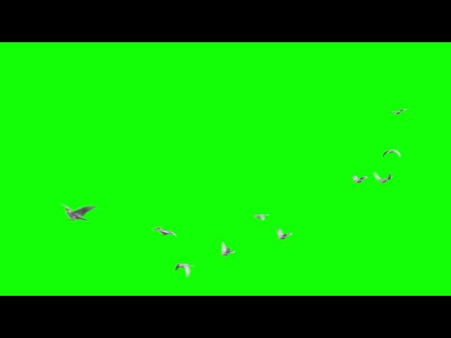 Birds flying green screen | Green screen video | Doves | Bird Flying