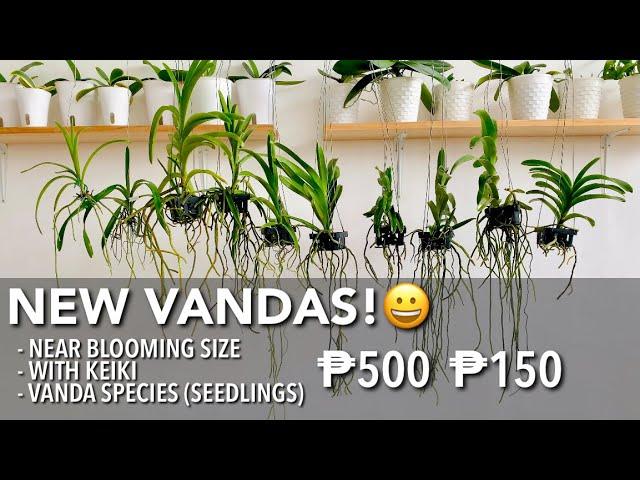 NEW VANDA ORCHIDS FROM PURIFICACION ORCHIDS PHILIPPINES | Cheapest Vanda | Vanda Orchid Species