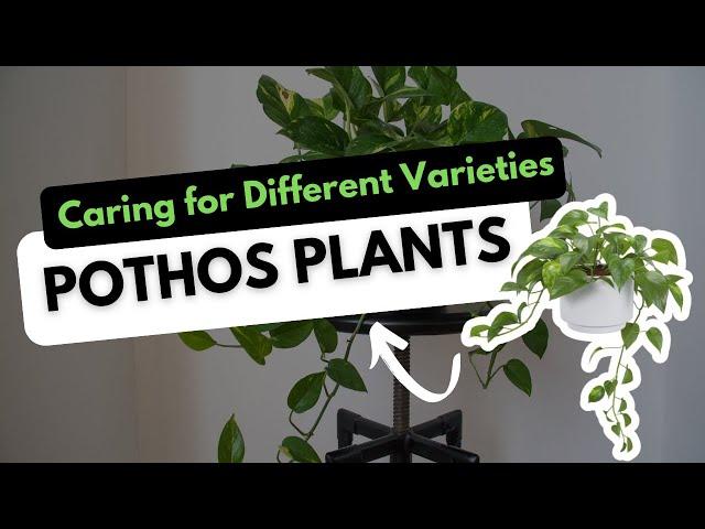 Pothos Plants: Identifying and Caring for Different Types