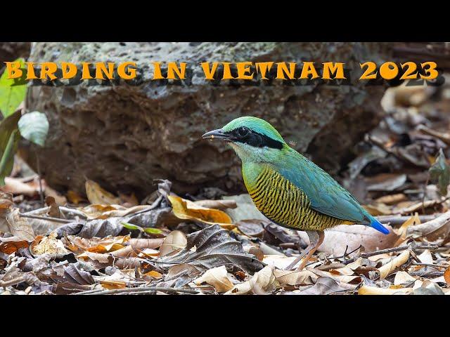 Birding in Vietnam 2023