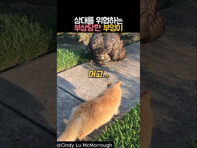 상대를 위협하는 부상당한 부엉이 #동물 #부엉이 #고양이