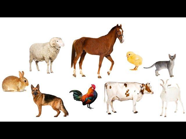 Farm animal sounds - Farm animals for kids - Learn Farm animals