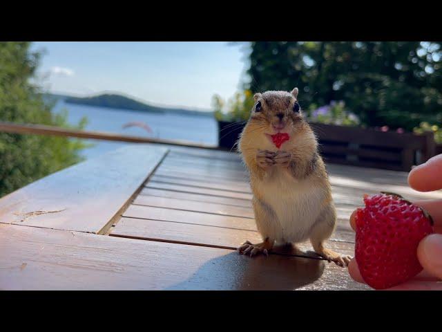 My chipmunk friend is missing half an ear.