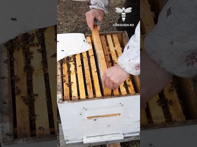 The safest way to stimulate your bees at times when pollen is not provided by nature, is to simply..