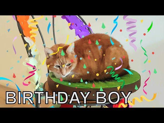 Alvi cat : birthday boy