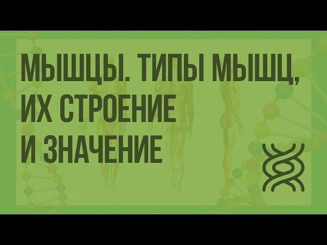 Мышцы. Типы мышц, их строение и значение. Видеоурок по биологии 8 класс