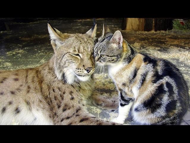 Different size and species can't stop these cats from being best friends