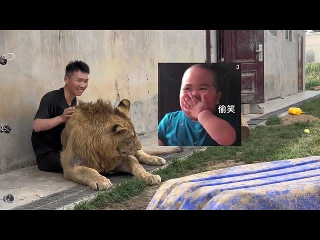 铲屎官跨越重重阻碍去见小狮子，小小四的反应令人动容