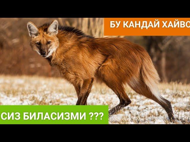 Йирткич Хайвонлар Сиз биласизми? Дахшатли #дахшатли