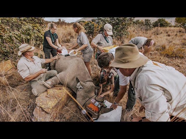 WATCH | A novel way to save rhinos